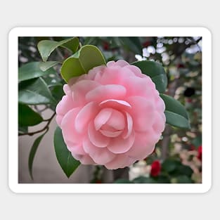 Camellia Soft Pink Bloom Sticker